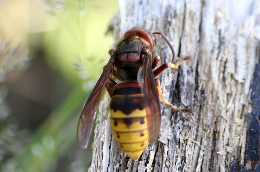 Vespa crabro